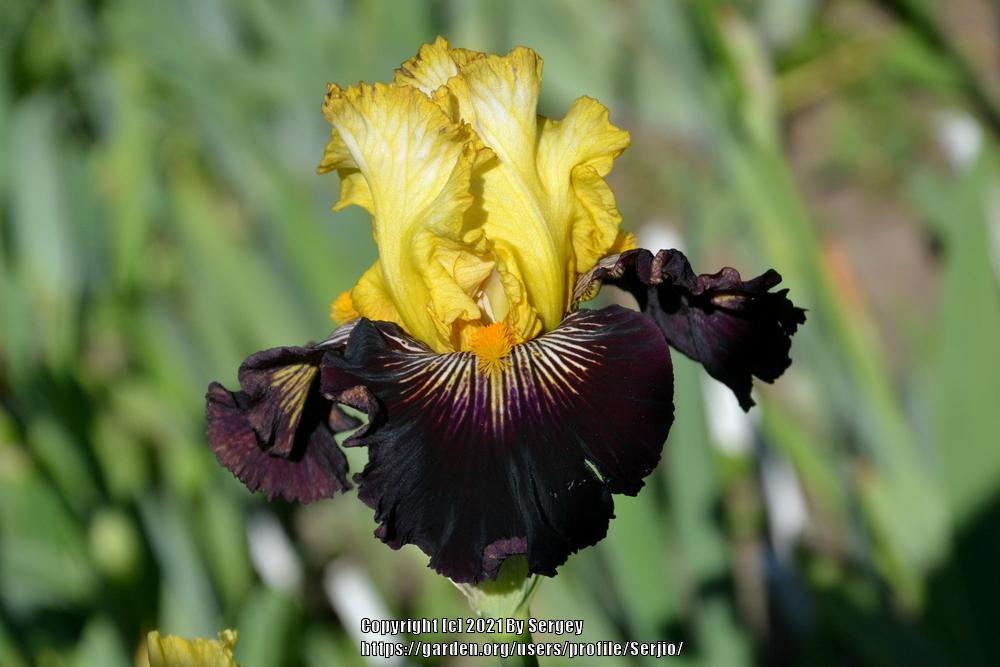 Photo of Tall Bearded Iris (Iris 'Reckless Abandon') uploaded by Serjio
