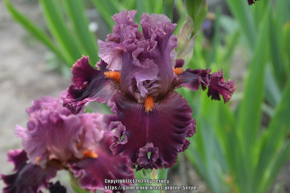 Photo of Tall Bearded Iris (Iris 'Rarer than Rubies') uploaded by Serjio