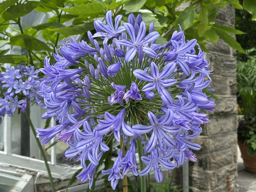 Photo of Lily of the Nile (Agapanthus) uploaded by csandt
