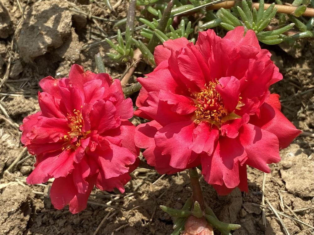Photo of Moss Rose (Portulaca grandiflora) uploaded by csandt