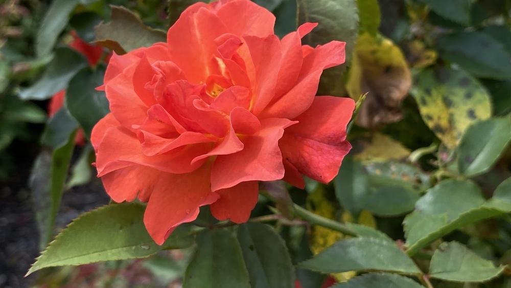 Photo of Floribunda Rose (Rosa 'Cinco de Mayo') uploaded by csandt