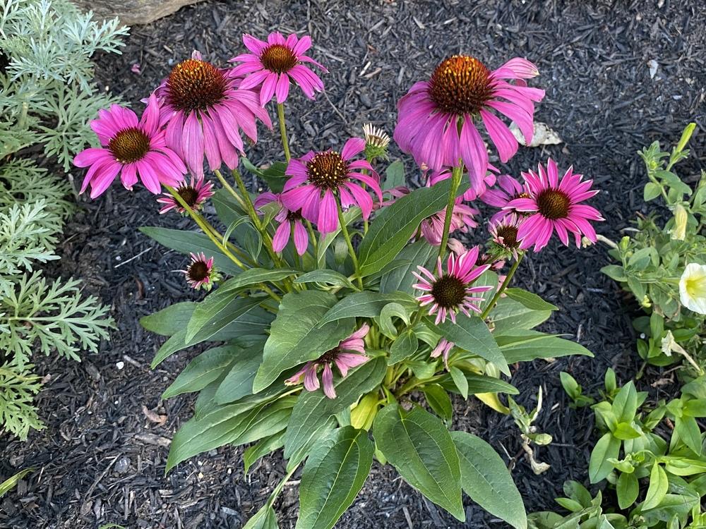 Photo of Coneflower (Echinacea Butterfly™ Purple Emperor) uploaded by csandt