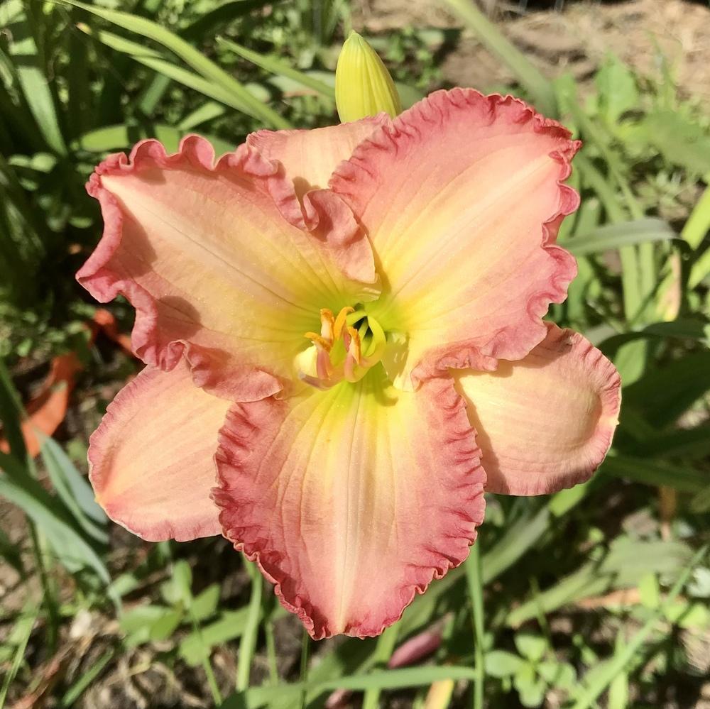Photo of Daylily (Hemerocallis 'Frosted Vintage Ruffles') uploaded by Lbsmitty