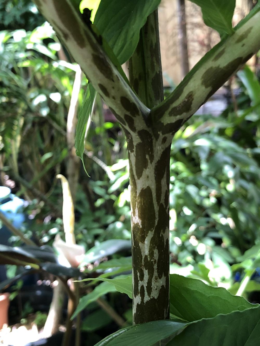 Photo of Voodoo Lily (Amorphophallus bulbifer) uploaded by Wildbloomers