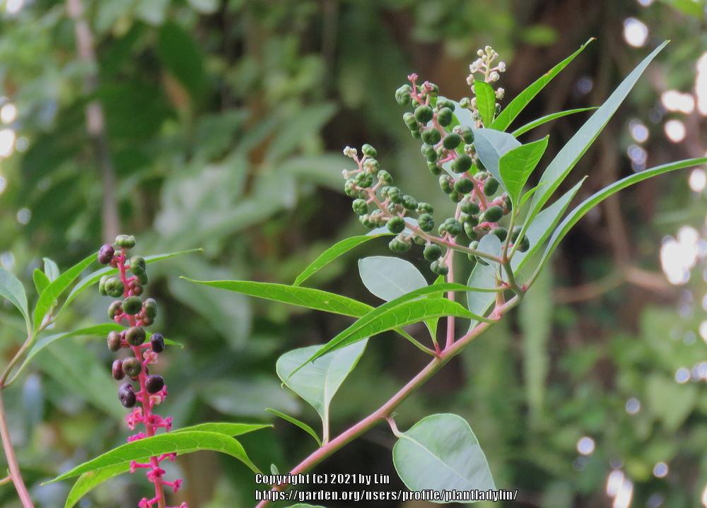 Photo of Pokeweed (Phytolacca americana) uploaded by plantladylin