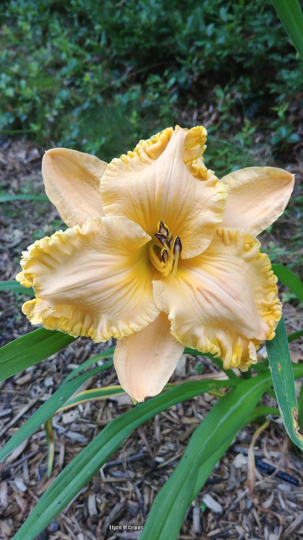 Photo of Daylily (Hemerocallis 'Just Call Me Angel') uploaded by ElyceC