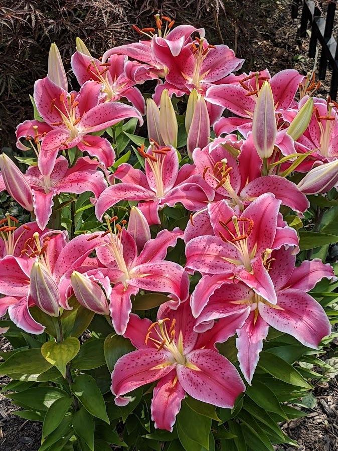 Photo of Lily (Lilium Lily Looks™ After Eight) uploaded by JimTim