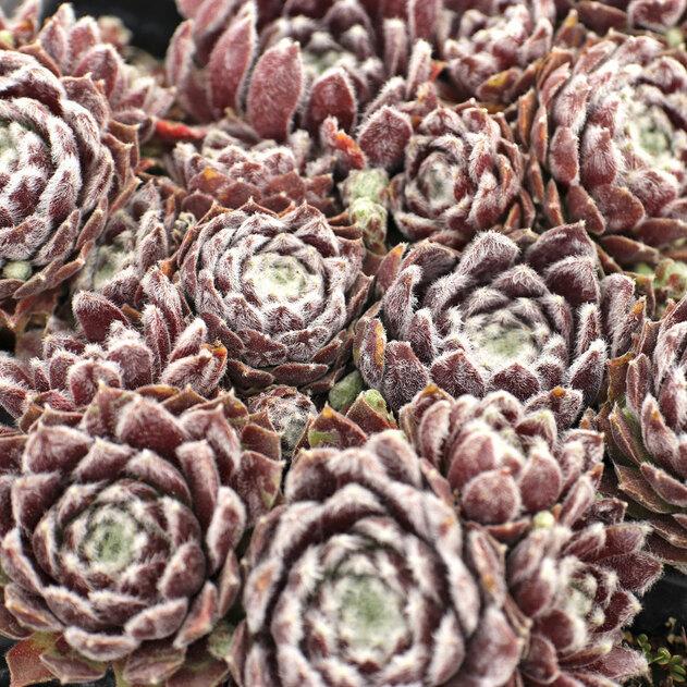 Photo of Hen and Chicks (Sempervivum 'Icicle') uploaded by Joy