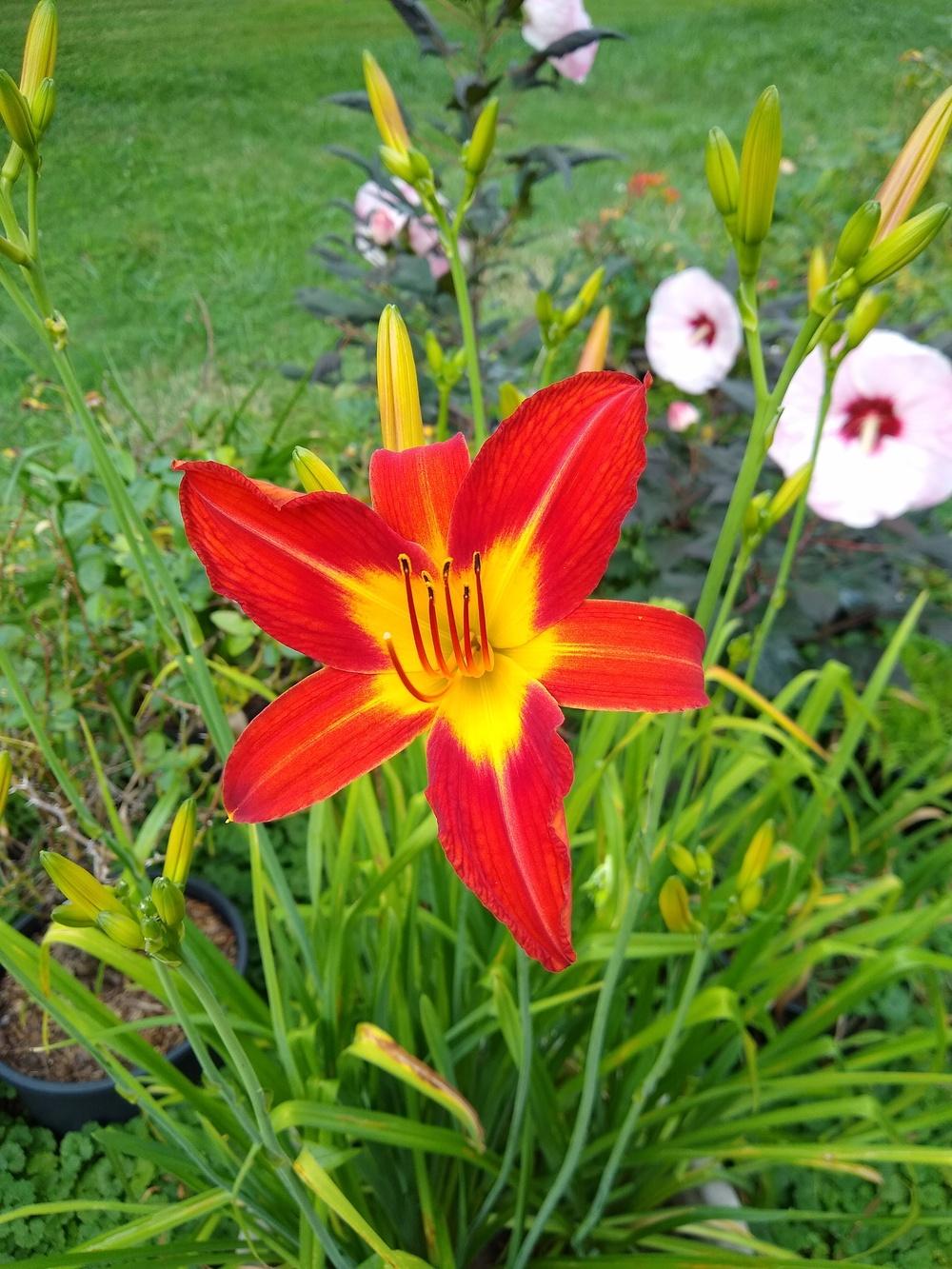 Photo of Daylily (Hemerocallis 'August Flame') uploaded by MrKGDickie