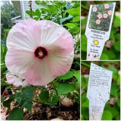 Location: Ann Arbor, Michigan
Date: July 24, 2021
Bloom and plant tag