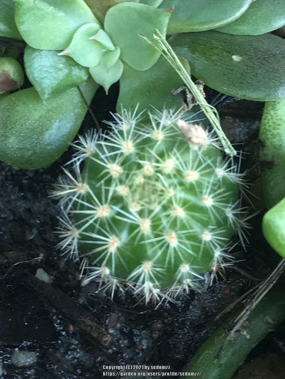 Photo of Sea-Urchin Cactus (Echinopsis oxygona) uploaded by sedumzz