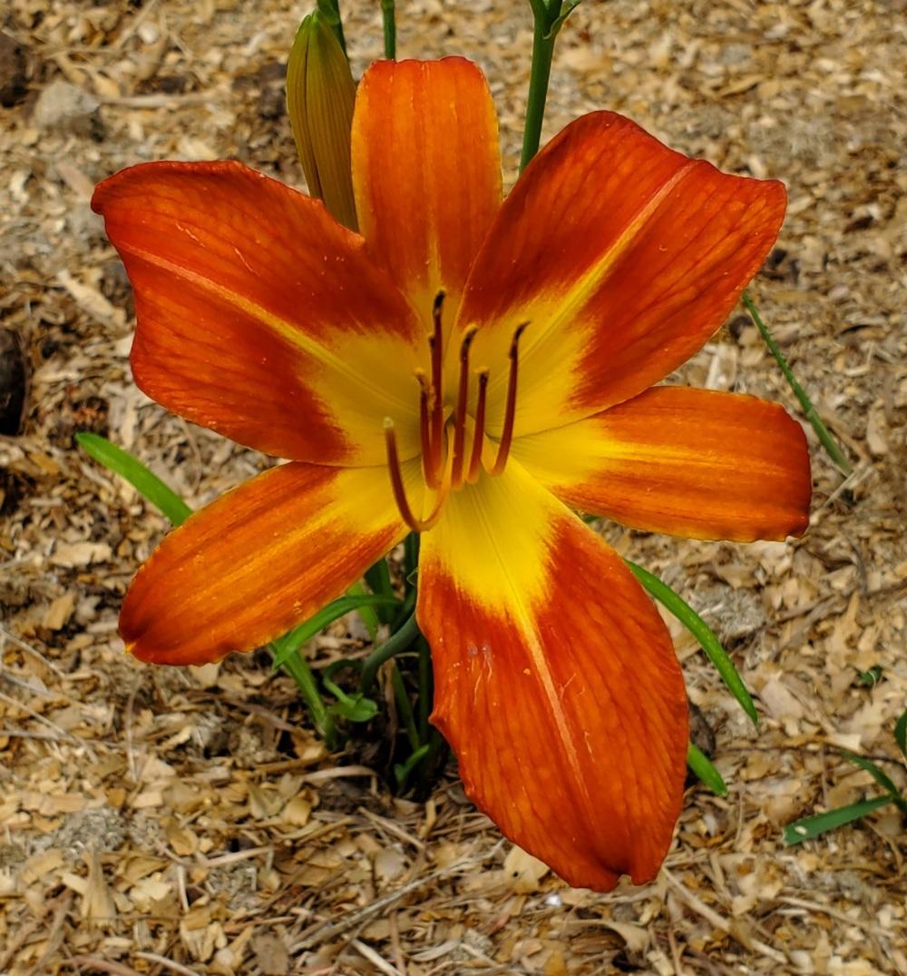 Photo of Daylily (Hemerocallis 'August Flame') uploaded by Clint59