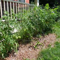 Location: Long Island, NY 
Date: 7-24-2021
Row Of Early Girl Tomato Plants