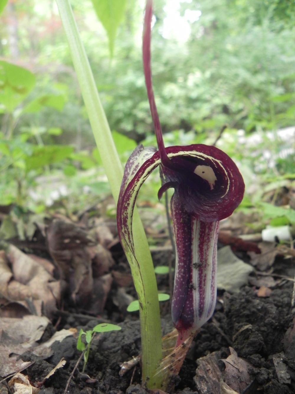 Photo of Japanese Cobra Lily (Arisaema kiushianum) uploaded by SL_gardener