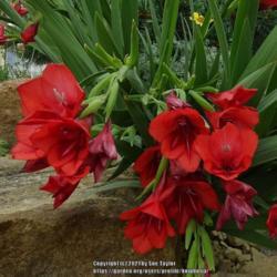 Location: RHS Harlow Carr alpine house, Yorkshire, UK
Date: 2021-07-15