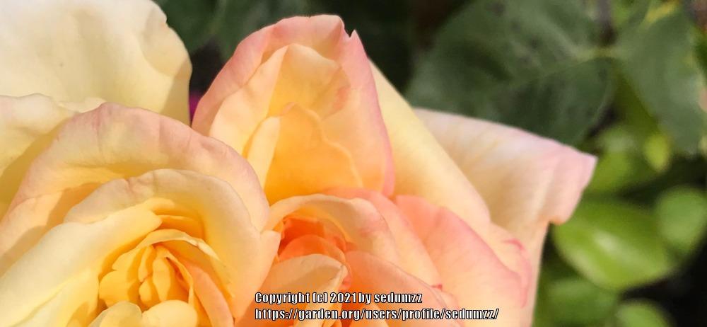 Photo of Hybrid Tea Rose (Rosa 'Peace') uploaded by sedumzz