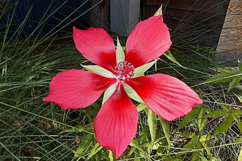 Photo of Texas Star (Hibiscus coccineus) uploaded by GardensJohn