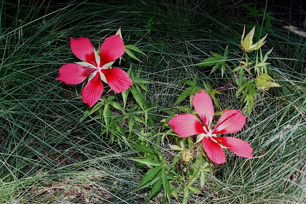 Photo of Texas Star (Hibiscus coccineus) uploaded by GardensJohn