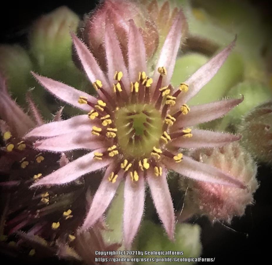 Photo of Hen and Chicks (Sempervivum 'Starshine') uploaded by GeologicalForms