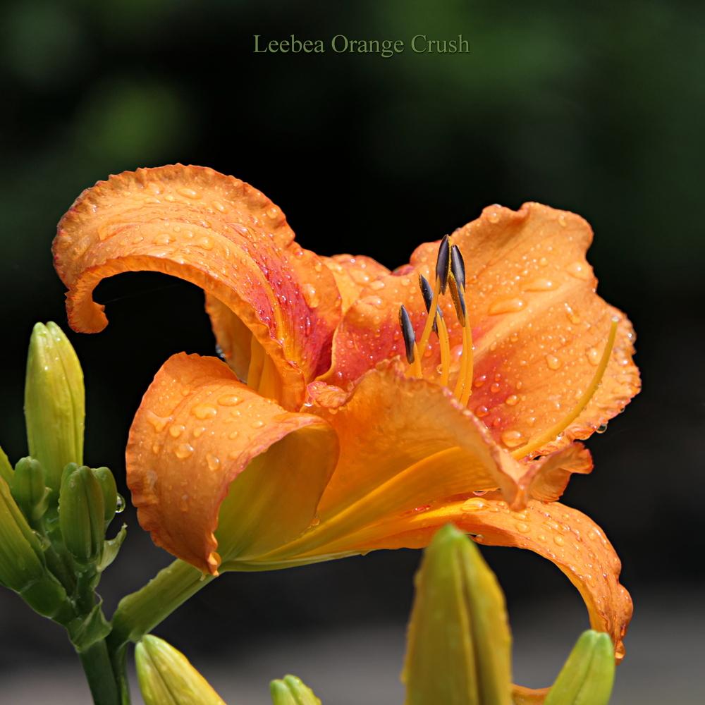 Photo of Daylily (Hemerocallis 'Leebea Orange Crush') uploaded by MarksPark