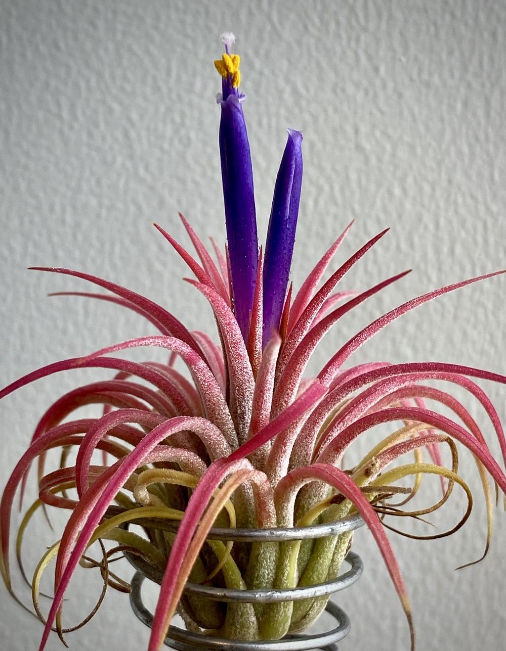 Photo of Air Plant (Tillandsia ionantha) uploaded by ketsui73