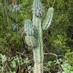 Location: South Panorama Circle, Tucson, AZ
Date: 2021-07-25
Toothpick Cactus on Panorama Circle in Tucson, Arizona.