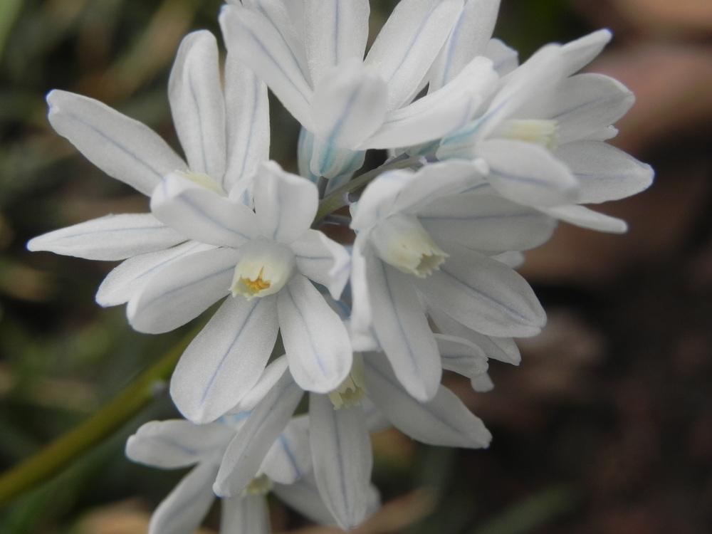 Photo of Striped Squill (Puschkinia scilloides) uploaded by SL_gardener