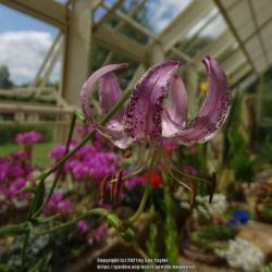 Location: RHS Harlow Carr alpine house, Yorkshire, UK
Date: 2021-07-15