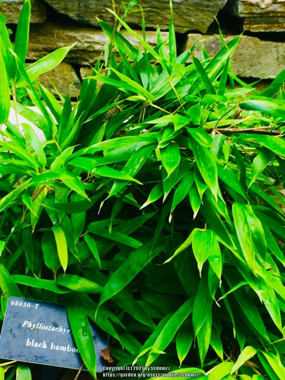 Photo of Black Bamboo (Phyllostachys nigra) uploaded by sedumzz