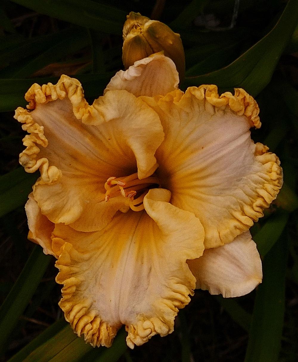 Photo of Daylily (Hemerocallis 'Wonder of It All') uploaded by Charlemagne