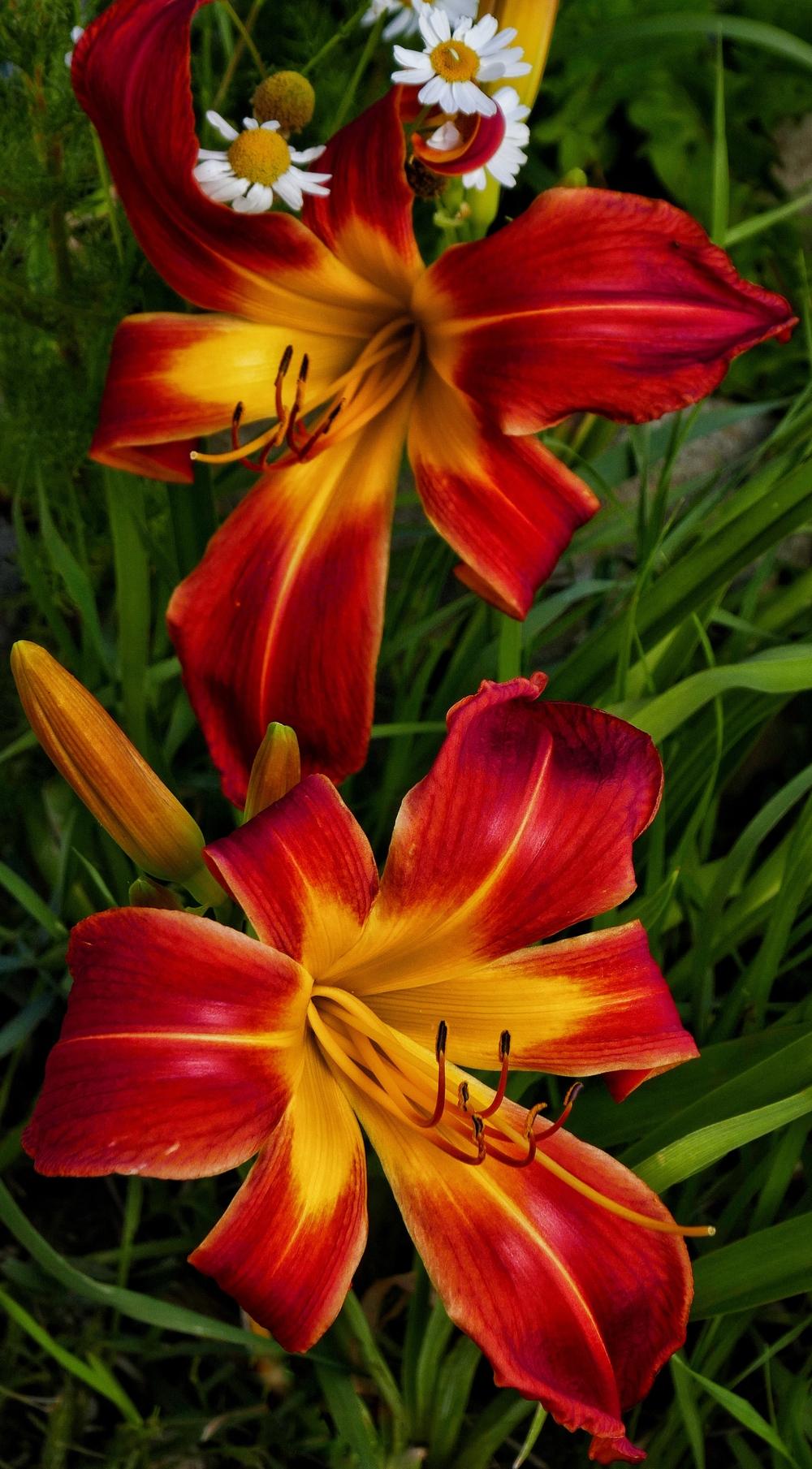 Photo of Daylily (Hemerocallis 'What's Up Down South') uploaded by Charlemagne