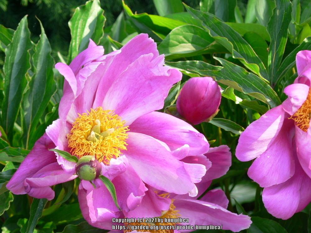 Photo of Peonies (Paeonia) uploaded by bumplbea