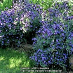 Location: My garden
Date: 2121
Spanish Lavender