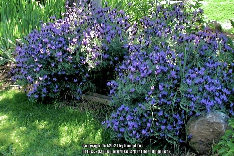 Photo of Lavenders (Lavandula) uploaded by bumplbea