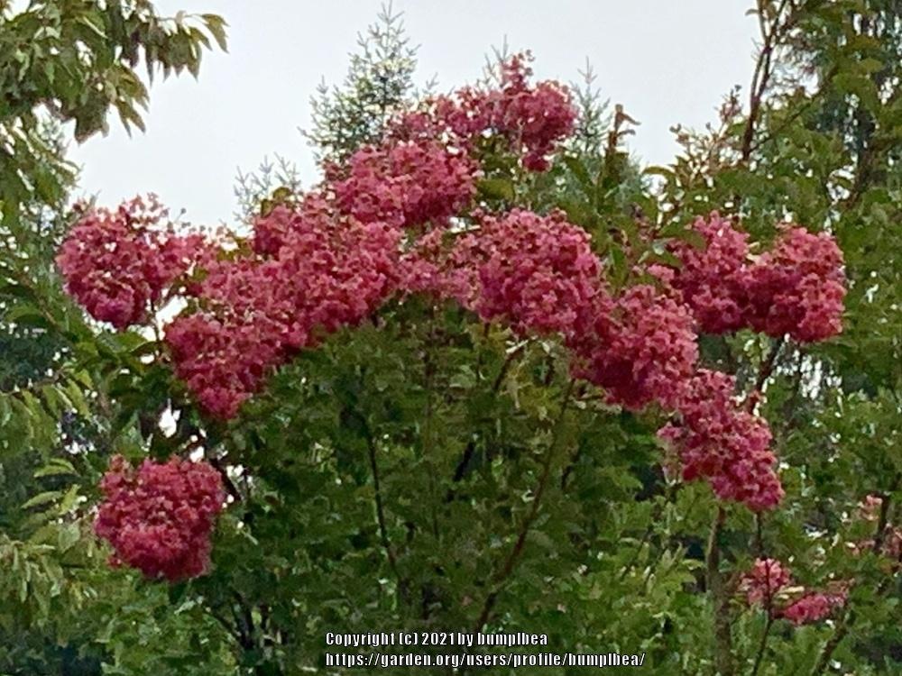 Photo of Crepe Myrtles (Lagerstroemia) uploaded by bumplbea
