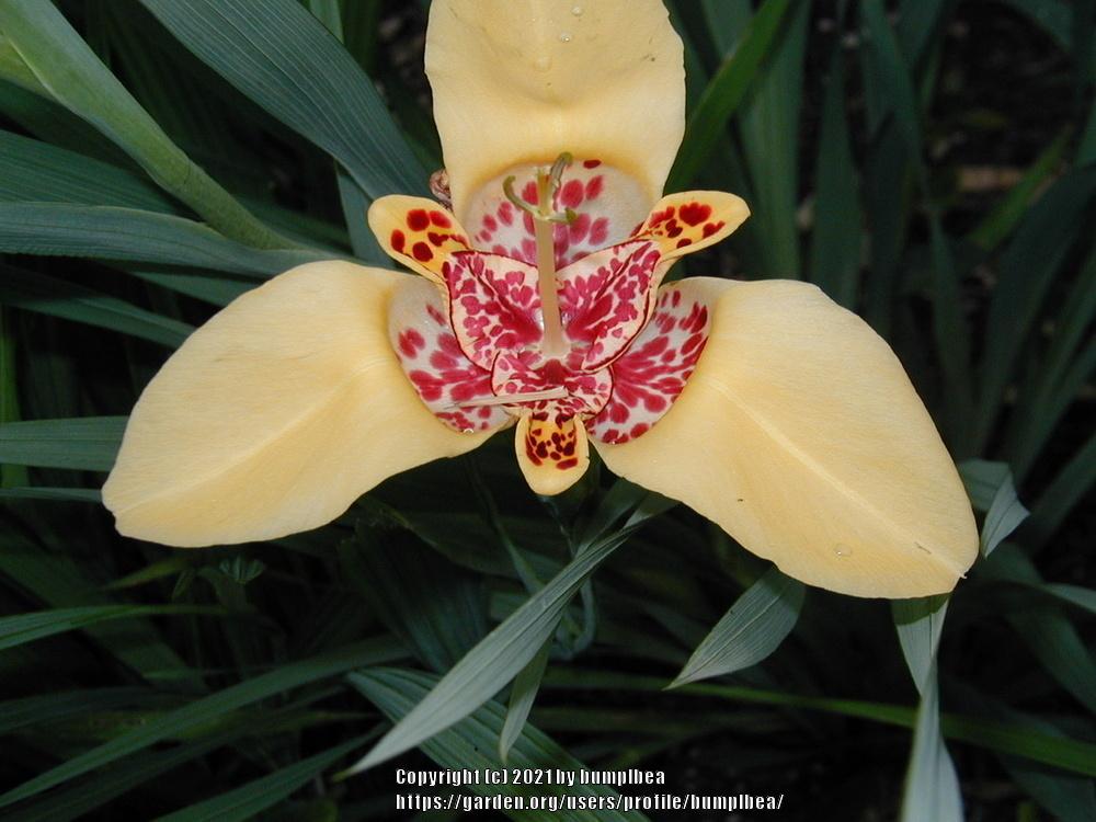 Photo of Mexican Shell Flower (Tigridia pavonia) uploaded by bumplbea