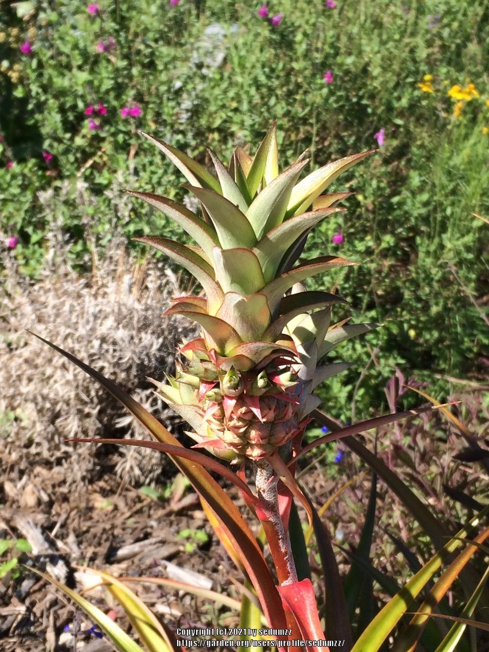 Photo of Pineapple (Ananas comosus) uploaded by sedumzz