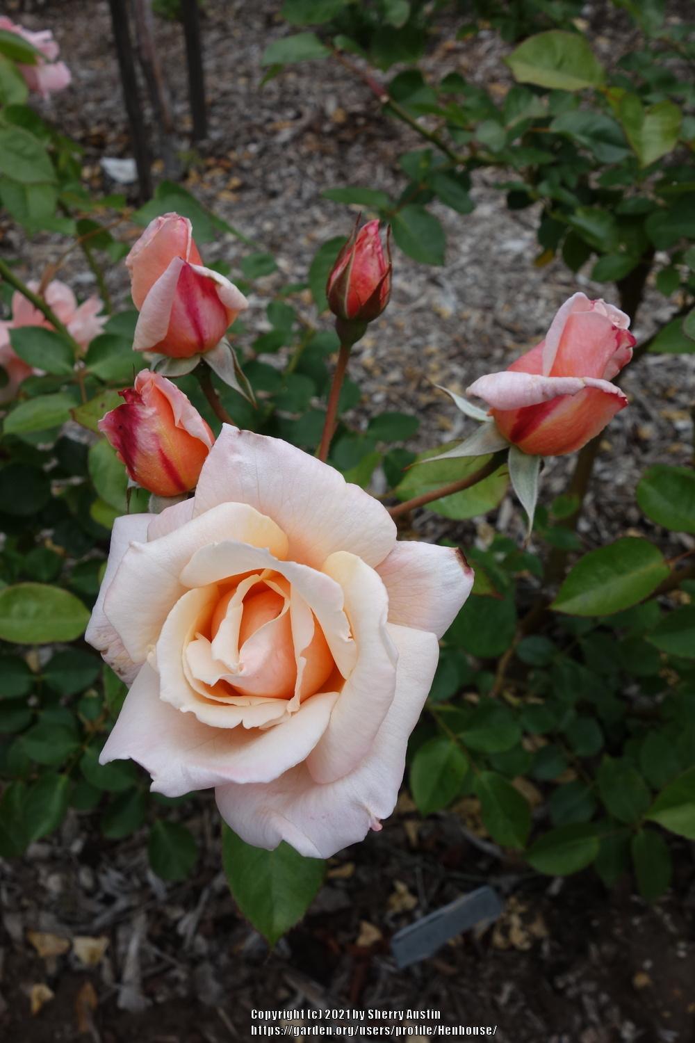 Photo of Rose (Rosa 'Chanelle') uploaded by Henhouse
