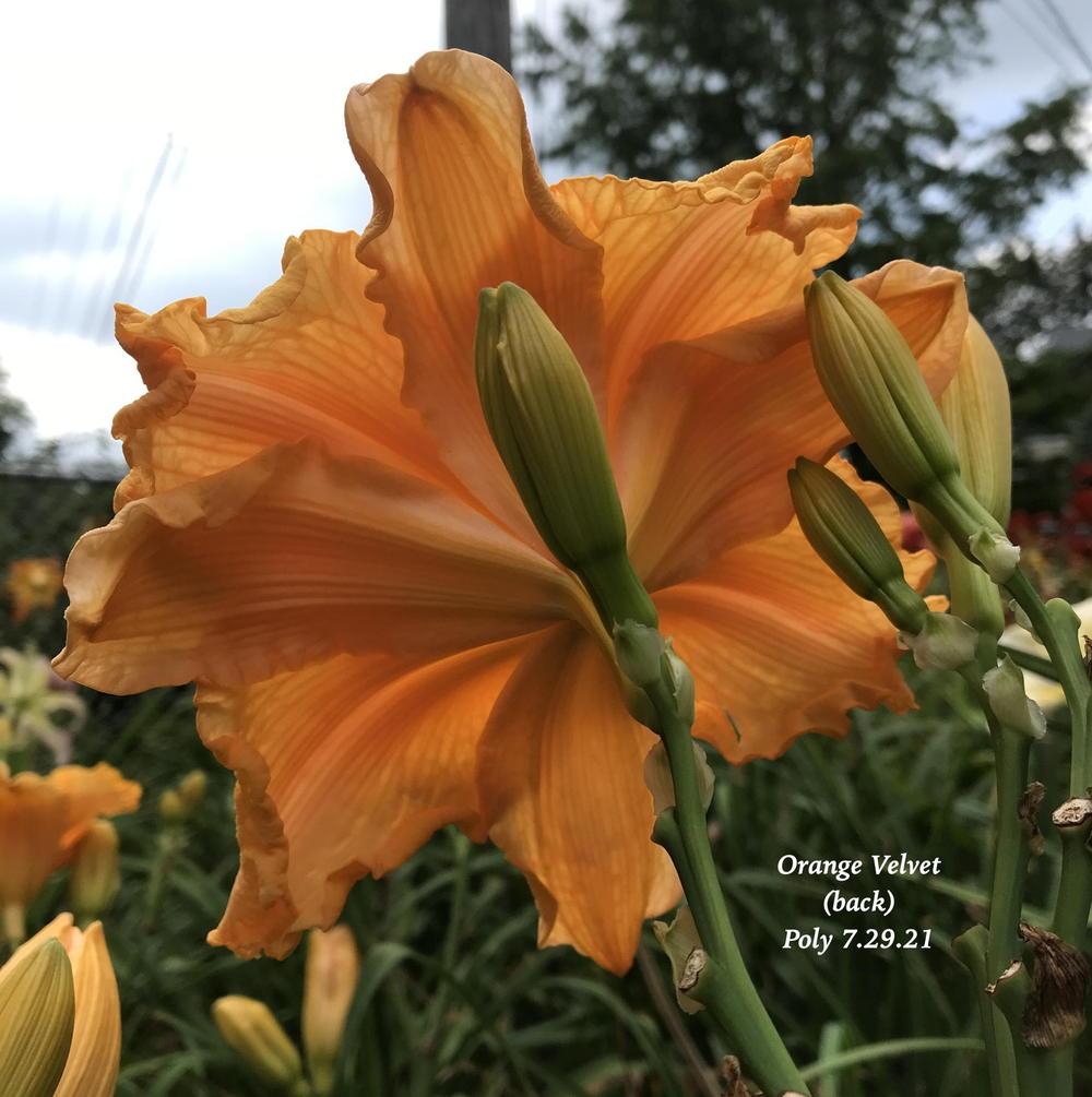 Photo of Daylily (Hemerocallis 'Orange Velvet') uploaded by nancyindg