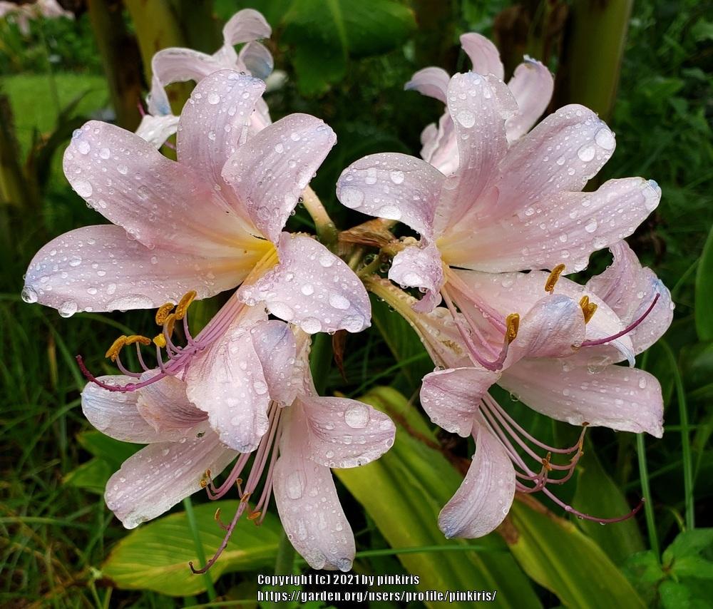Photo of Surprise Lily (Lycoris squamigera) uploaded by pinkiris