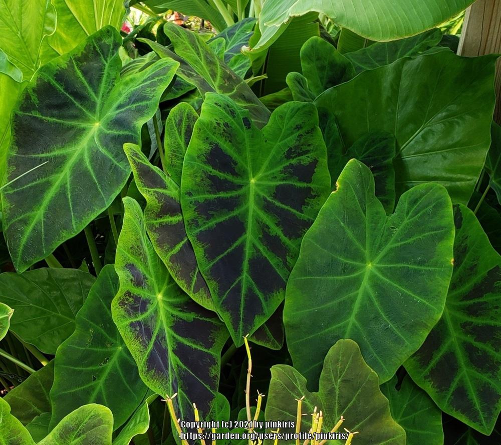 Photo of Imperial Taro (Colocasia esculenta 'Black Beauty') uploaded by pinkiris
