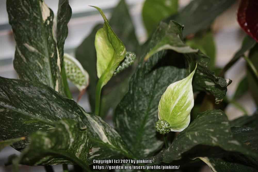 Photo of Peace Lily (Spathiphyllum 'Domino') uploaded by pinkiris