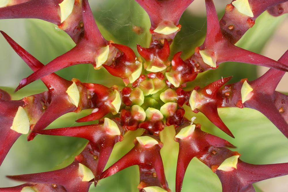 Photo of Euphorbias (Euphorbia) uploaded by Baja_Costero