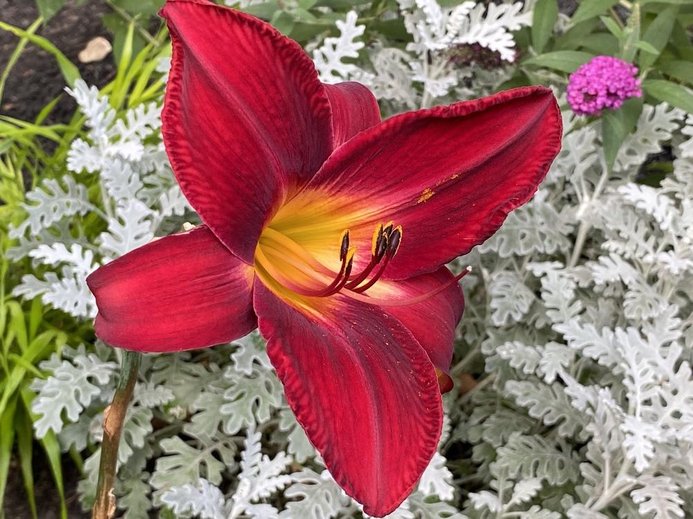 Photo of Daylily (Hemerocallis 'Red Volunteer') uploaded by csandt