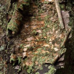 Location: Muskoka, Ontario
Date: July 2021
Close-up of bark 'plates' on a large tree, est. 60+ yrs old. The 