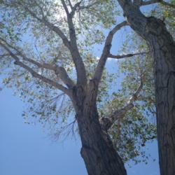 Location: Queen Creek, AZ
Date: 2021-07-31
Trunk with leaves visible