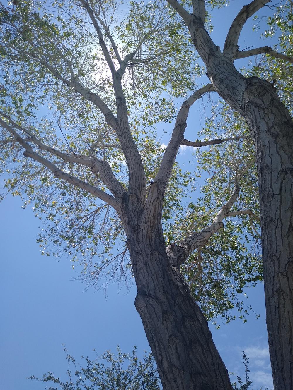 Photo of Fremont Cottonwood (Populus fremontii) uploaded by Gardener2493