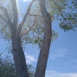 Location: Queen Creek, AZ
Date: 2021-07-31
Twin trunks, leaves visible