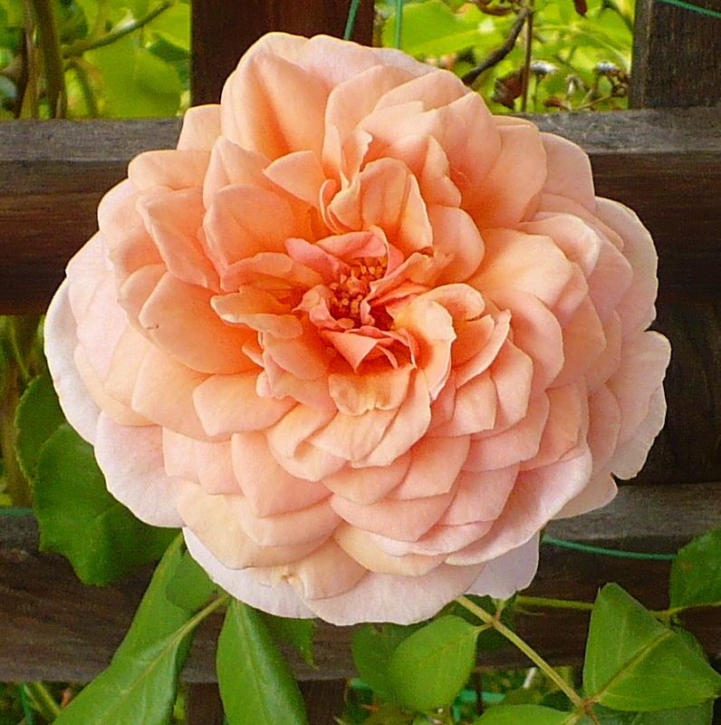 Photo of Rose (Rosa 'Abraham Darby') uploaded by HemNorth