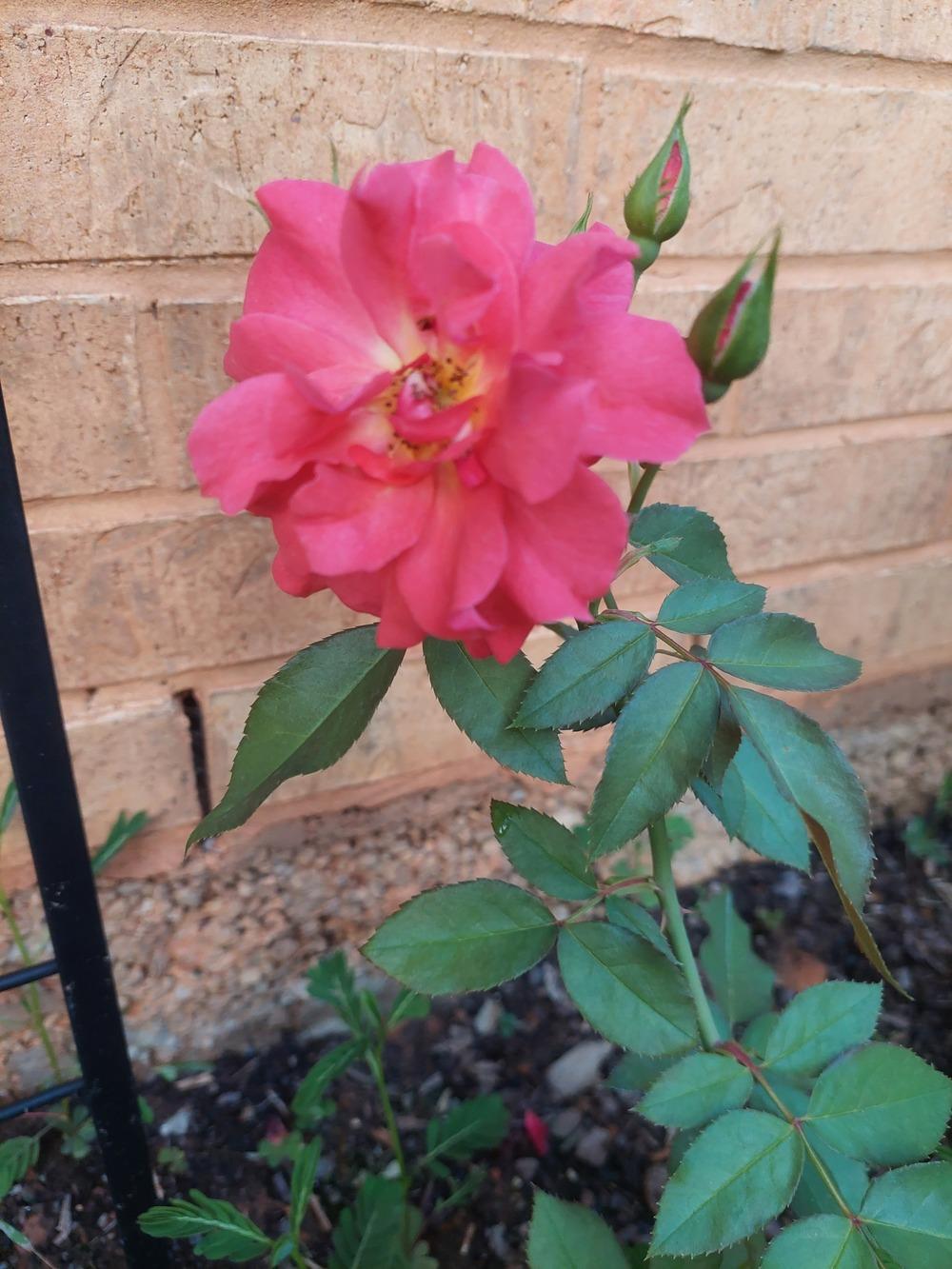 Photo of Floribunda Rose (Rosa 'Cinco de Mayo') uploaded by LindsayG